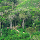 Dwellings of an uncontacted tribe in the state of Acre, Brazil.